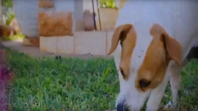 Doggy playing with boy