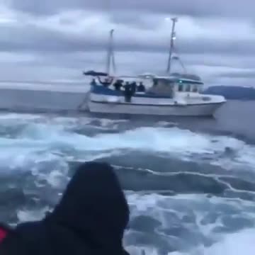 The largest whale sighting in the world in history