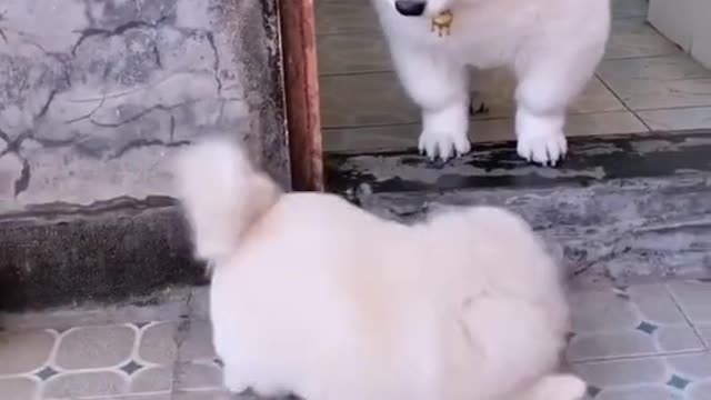 Funny Pets - What she is doing to attract attention!