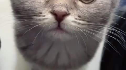 Cute and Funny Cat Videos to Keep You Smiling