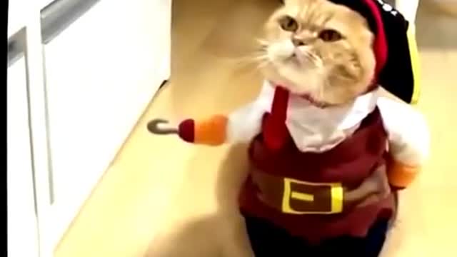 "FUNNY ANIMAL" FUNNY EXPRESSION