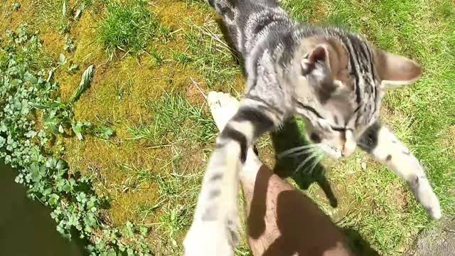 Gatinhos comendo e brincando com a garotinha!