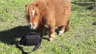 Este adorável cavalo mede apenas 21 polegadas de altura