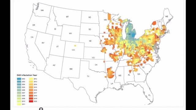 The Emerald Ash Borer killing our Ash Trees