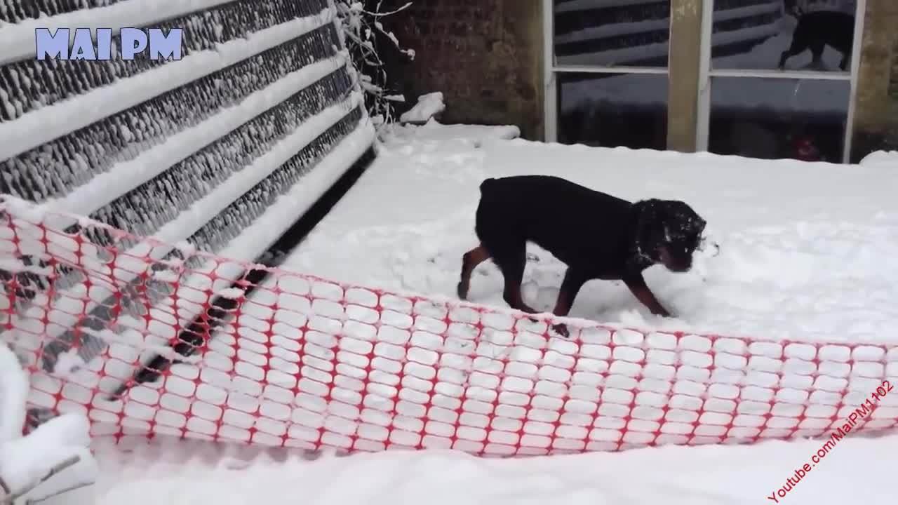 Cute Dogs Playing in Snow and Funny "Helping" Owner Shovel Snow