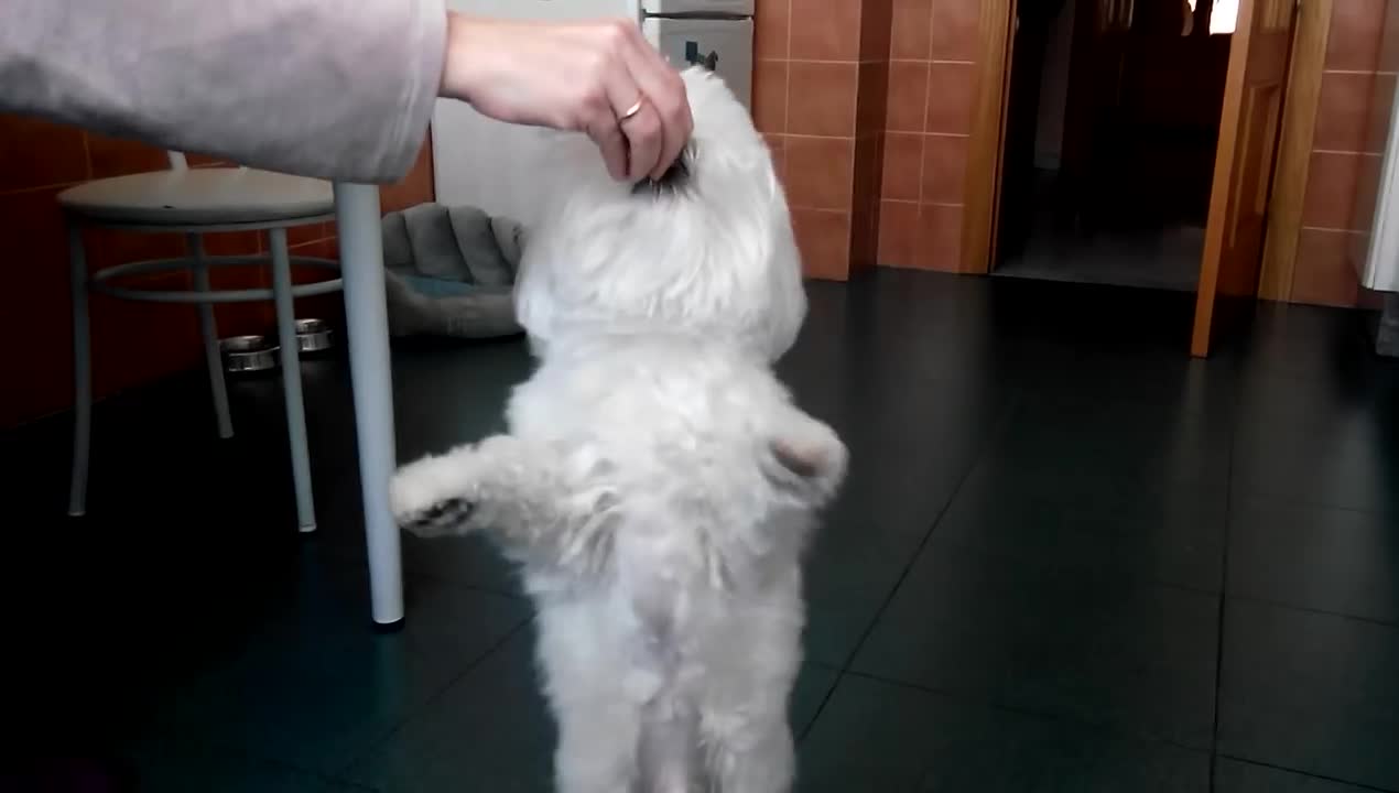 My Puppy dancing ,His very cool