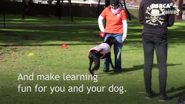 Eric salas Dog training workshop Houston Texans