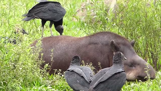 Brazilian fauna sertaneja Tapir NA MASSAGE wild animal wetland amazon cerrado brazilian