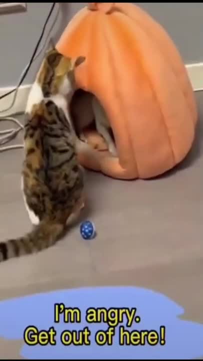 .Dog and Cat are man's best friend beautiful and cute see! #shorts