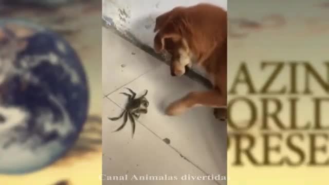 Videos muy DIVERTIDOS de ANIMALES graciosos 🐱🐶