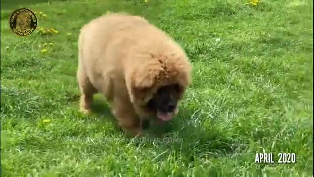 Journey of my Tibetan mastiff dog (Paris des lions du tibet)