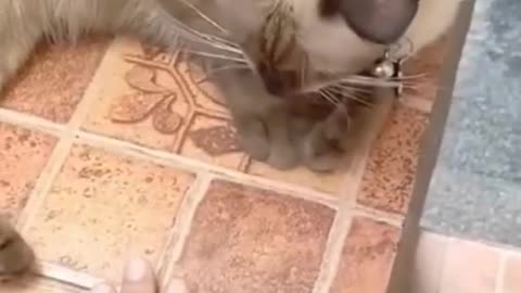 Funny and cute cat 🤣🤣🤣😺😺😺😺meow meow