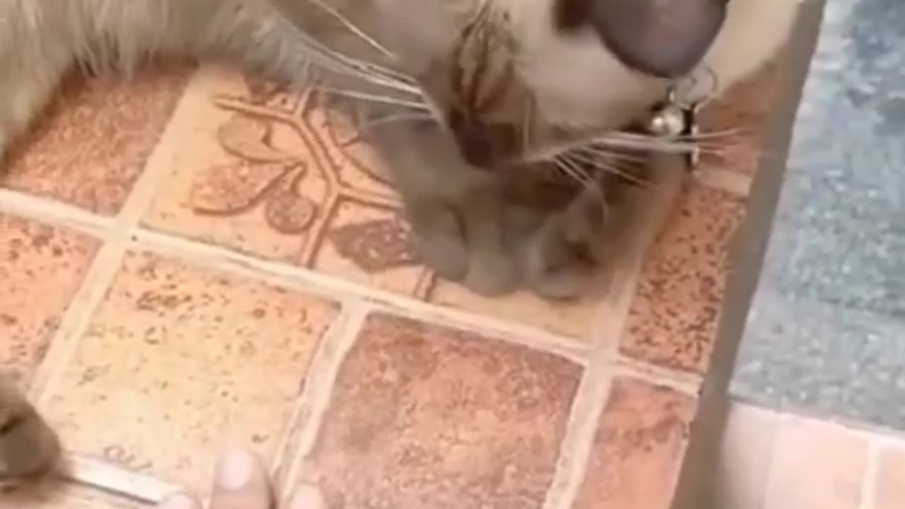 Funny and cute cat 🤣🤣🤣😺😺😺😺meow meow