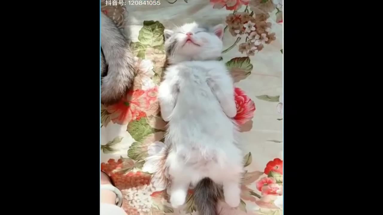 Funny Cats doing Funny Things!