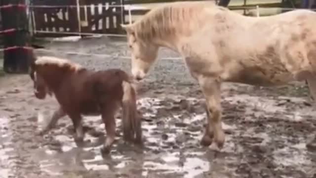 Funny Animal Videos that Make Me Burstnto Tears Laughing (CUTE) #shorts