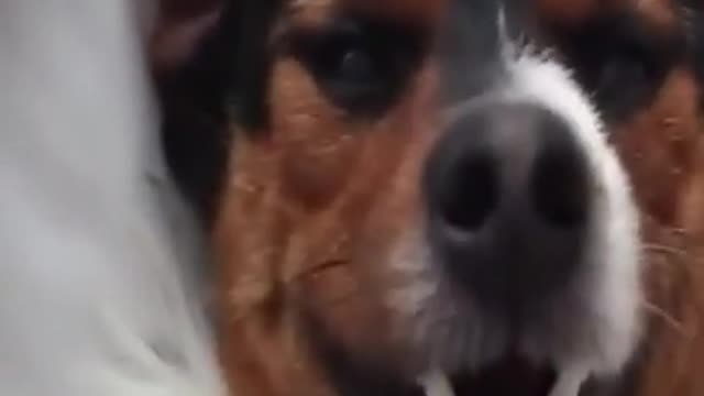 Beautiful dog smiling and happy and funny animals ☺️