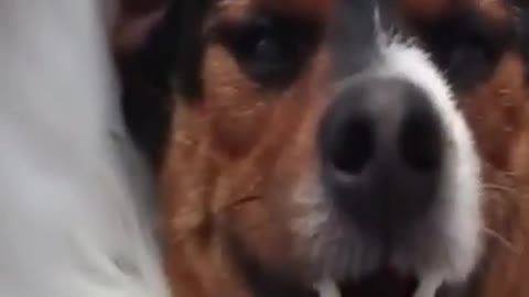 Beautiful dog smiling and happy and funny animals ☺️