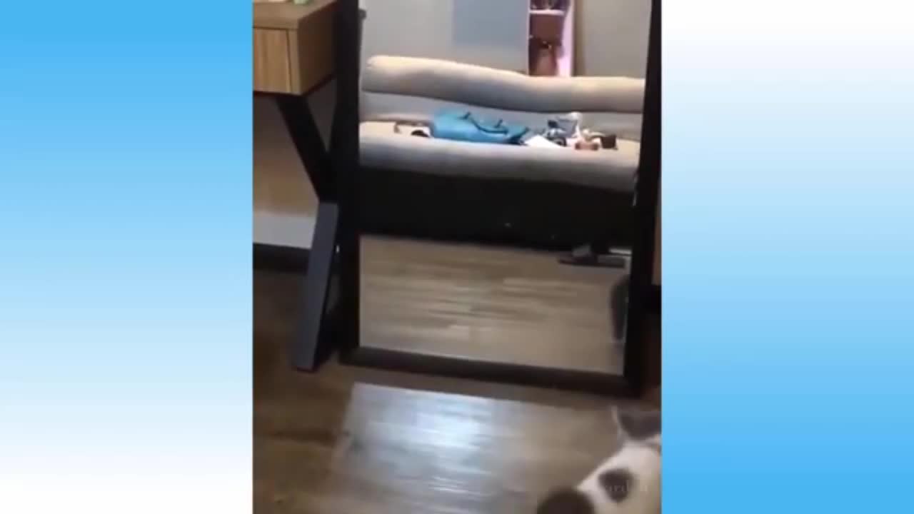 The Best Funny Moments of Cats Part 6