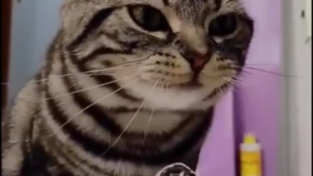 Cat Drinking water from ______