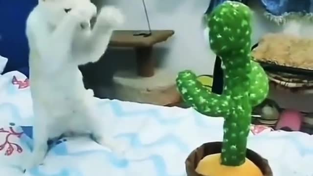 Cat and toy plant dance.
