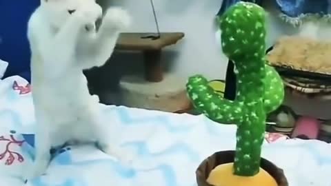 Cat and toy plant dance.