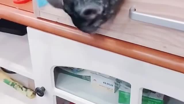 Cute cat boxing