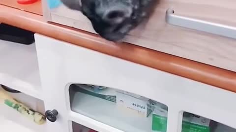 Cute cat boxing