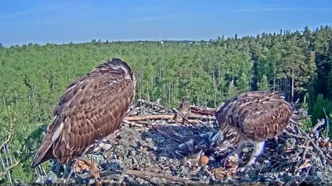 Estonian osprey nest ،/ Marko .miina