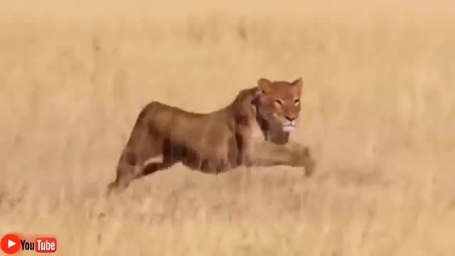 Wild animals fighting