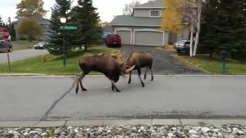 How moose fight on a lonely place