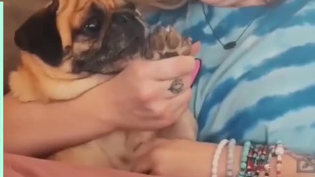 Dramatic pets