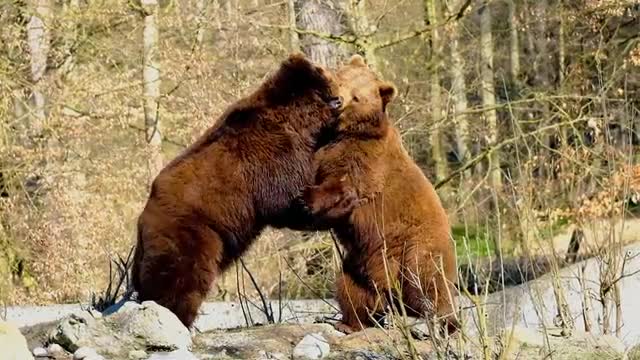 bear fight