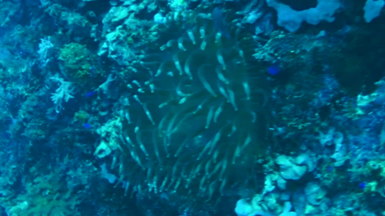 NO SOUND - Reef fishes in Panglao Island Bohol Philippines