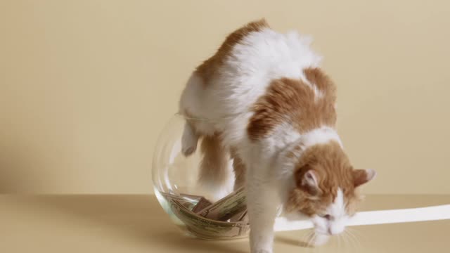 cats funny video enjoy