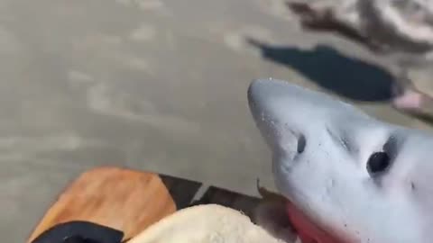 Shark puppet gets attack by seagull