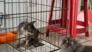 Day 1 Rescue Kitten with Fungus meets Naughty Sister
