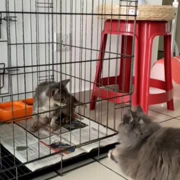 Day 1 Rescue Kitten with Fungus meets Naughty Sister