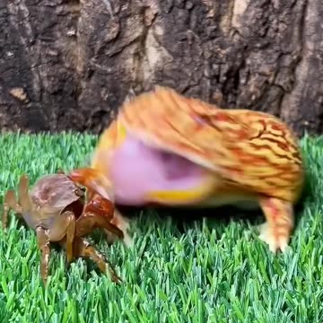 Frog dares to bite anything.