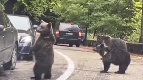 Bear giving high five to drive by funny method