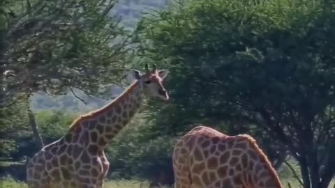 The giraffe's long legs make it difficult to drink water