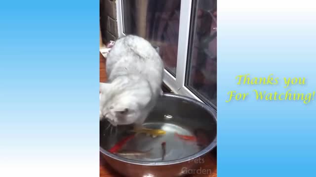 Cat Catches Fish