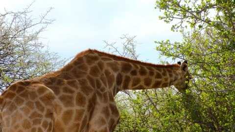 Giraffe is eating meal cute animal