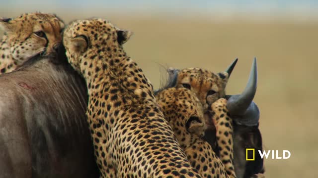 Cheetahs Takedown a Wildebeest | The Way of the Cheetah