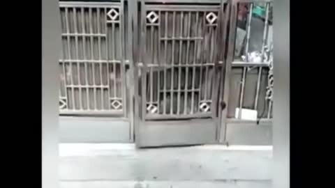 animals being different