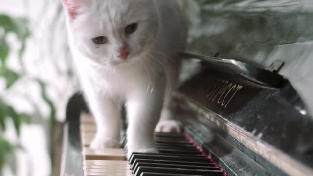 CAT - ON THE PIANO