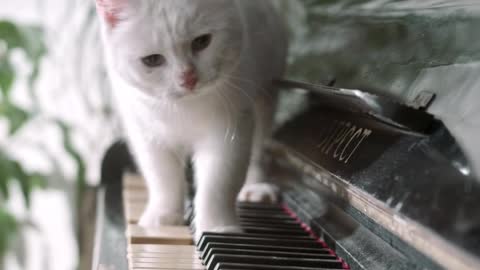 CAT - ON THE PIANO