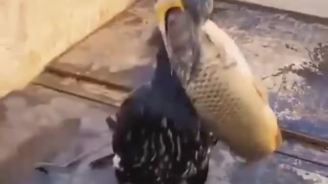 This Bird is Very Greedy