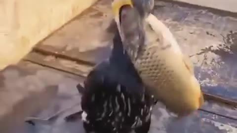 This Bird is Very Greedy