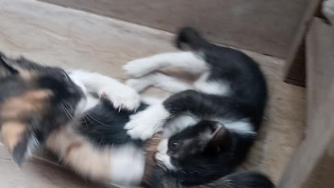 Kittens 😸
