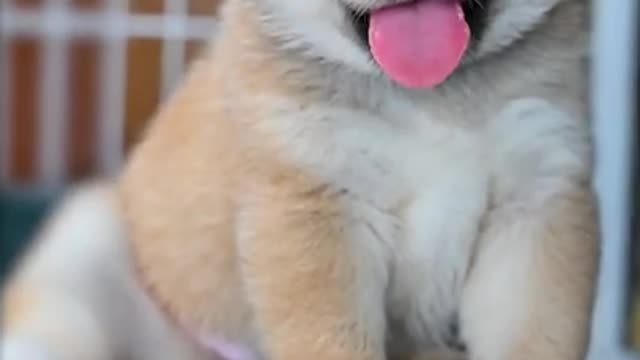 Cute puppy wants to drink milk